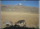 32 Mount Ararat.jpg